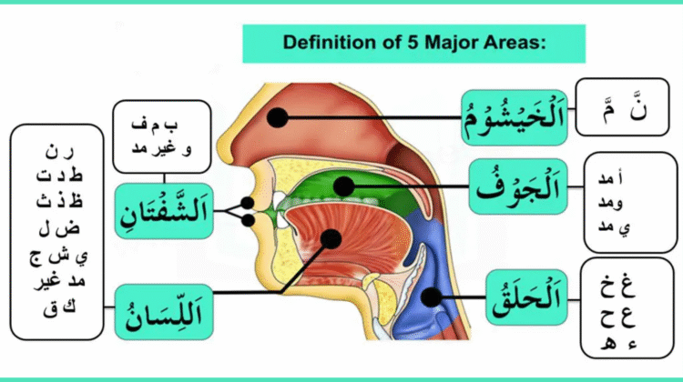 The Role of Tajweed in Perfecting Quran Recitation